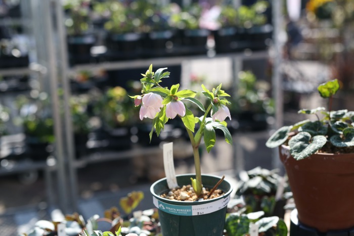 よっしー日記 。Vol.13 〜クリスマスローズの魅力〜 | アトリエ華もみじ