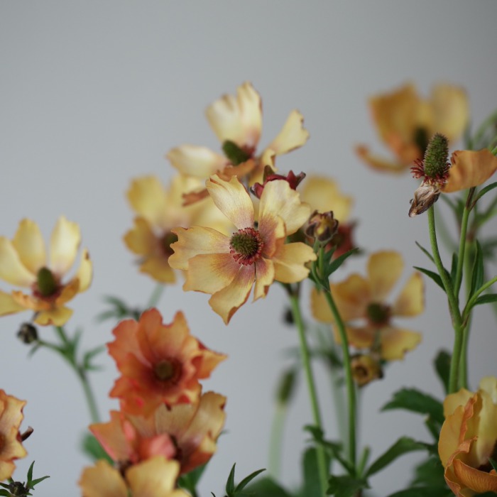 2鉢セット】ラナンキュラス ラックス〔ウラノス〕 | アトリエ華もみじ