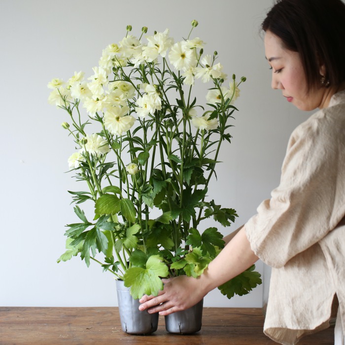 2鉢セット】ラナンキュラス ラックス〔グレーシス〕 | アトリエ華もみじ