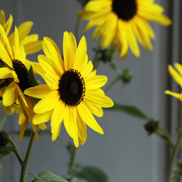 2鉢セット】ヒマワリ “サンフィニティ”（東京発送） | アトリエ華もみじ