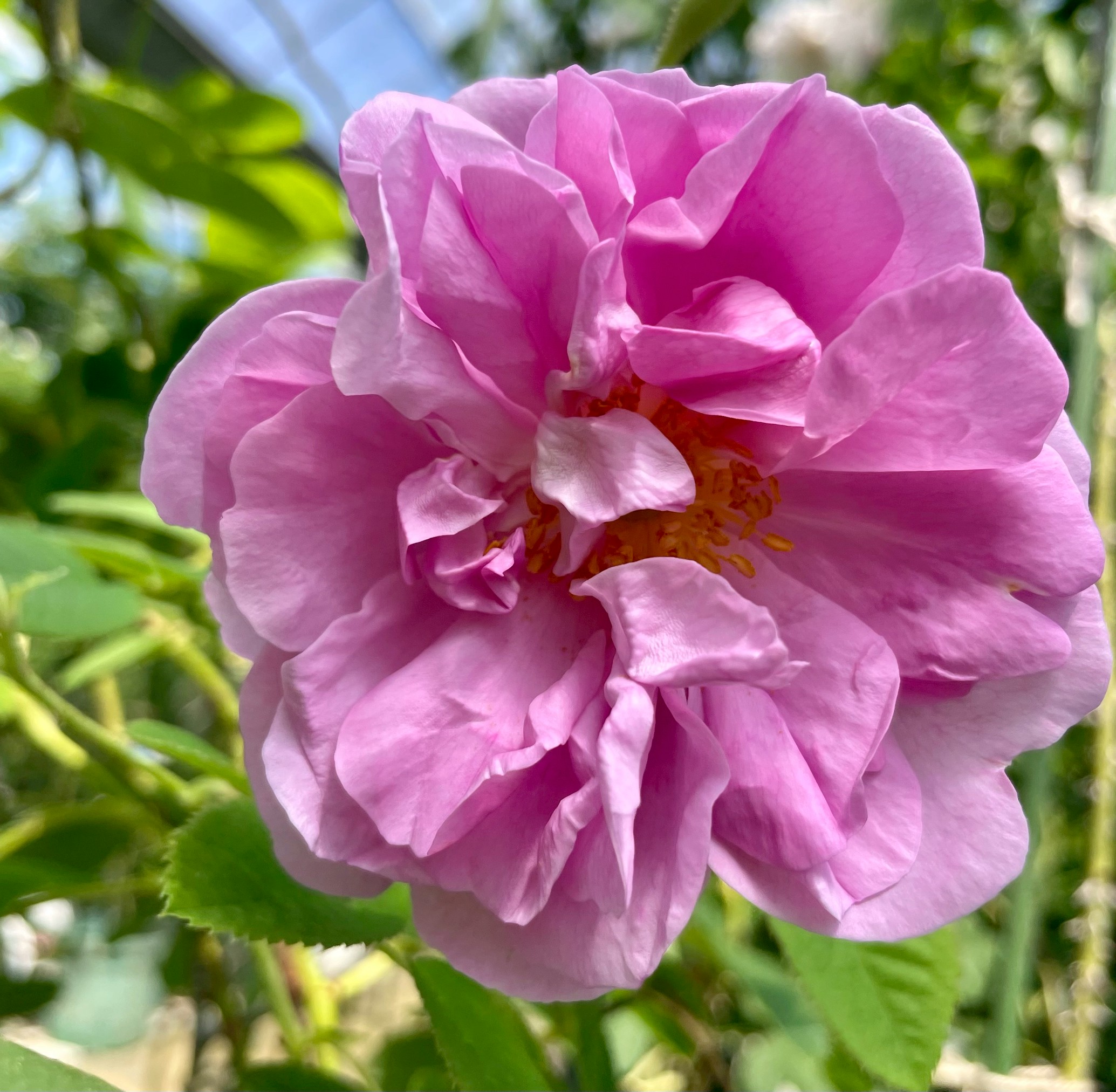 オールドローズ四季咲き強香大苗 ミセスダズリークロス Herb&Rose バラ