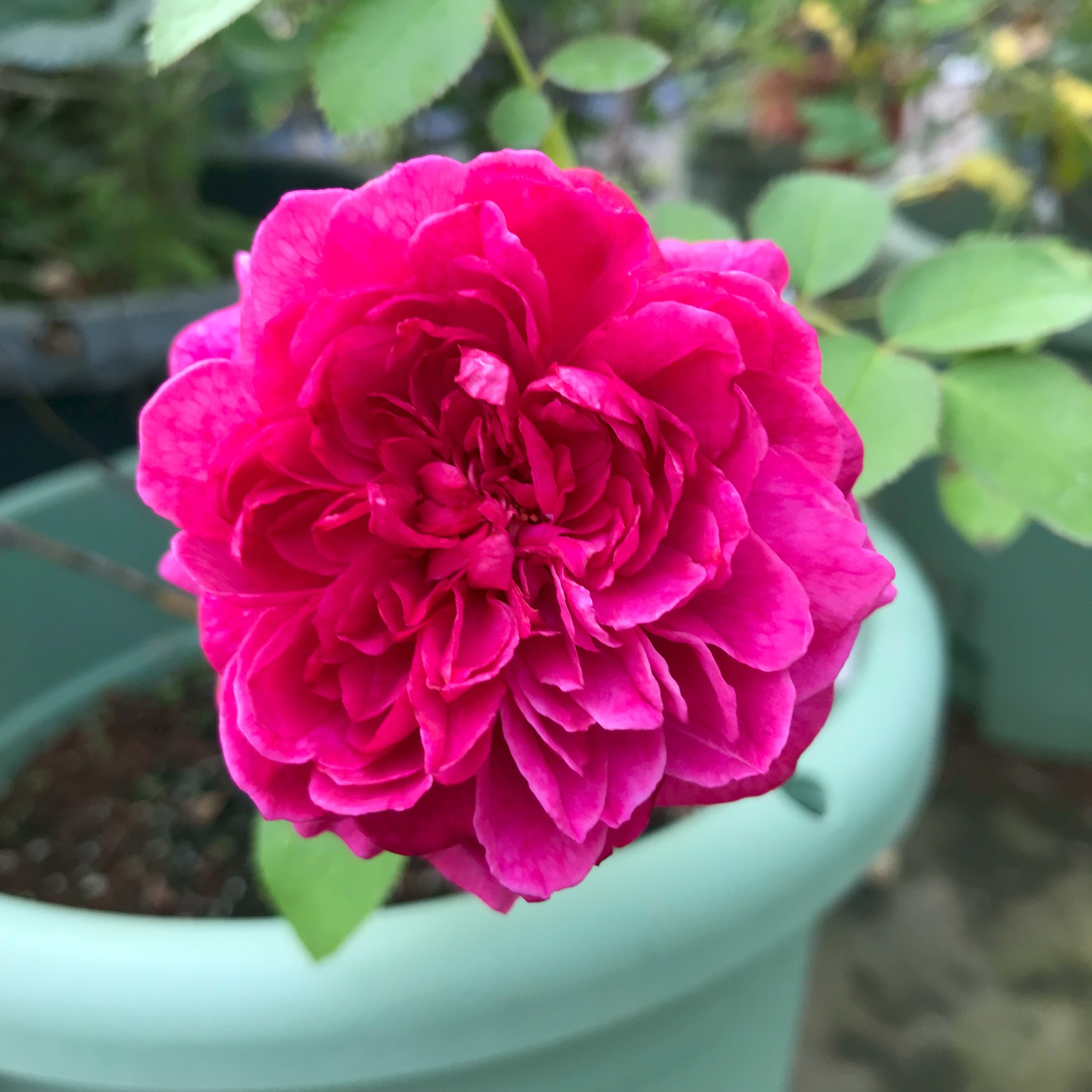 廃盤イングリッシュローズ大苗 ウィリアムシェイクスピア William