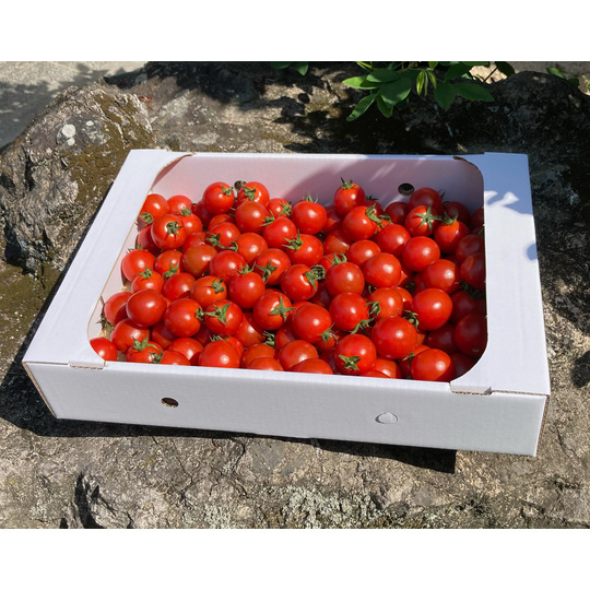 日高農園 ミニトマト 1.5kg 小鈴 商品詳細│日高農園｜愛媛県松山市