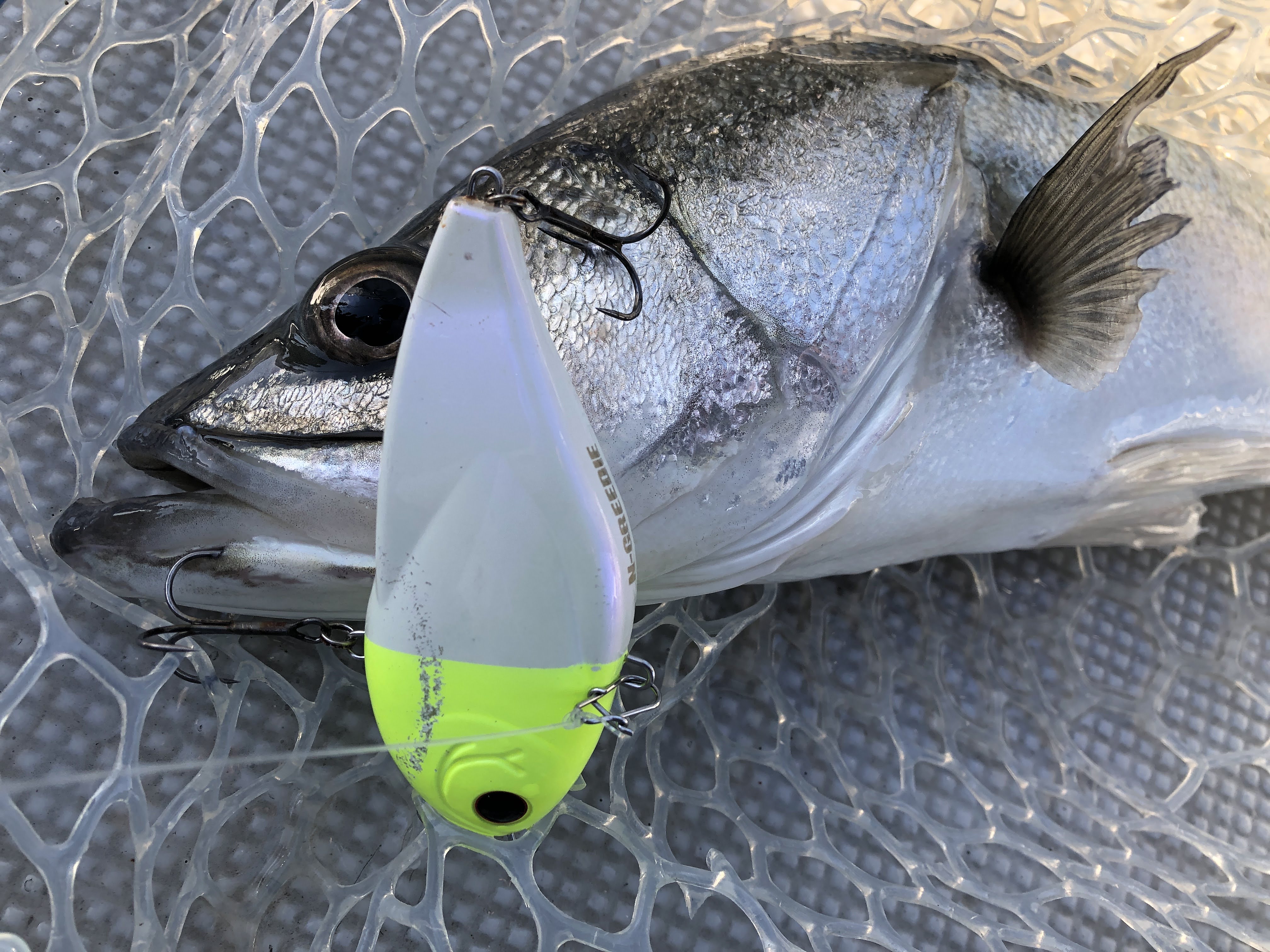 昨年は大変お世話になりました！Nグリの東京湾コノシロパターン総括