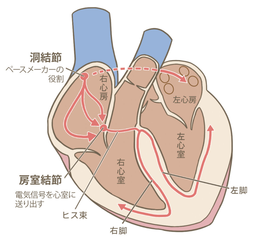 心臓カテーテルアブレーション | 循環器内科 | 診療科・部門 | 医療