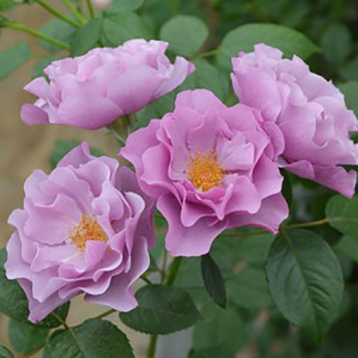 相原バラ園 / ムラサキノウエ（紫の上）（ロサ・オリエンティスP）【大苗】