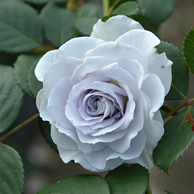 相原バラ園 / ＊ブルー・グラビティー（ロサ・オリエンティス）【冬苗】