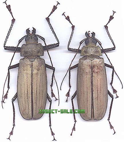Insect-Sale.com 世界の昆虫販売ネット - Xixuthrus microcerus