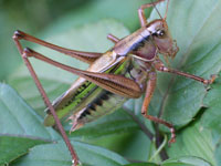 バッタ目（バッタ・キリギリス・コオロギ図鑑）