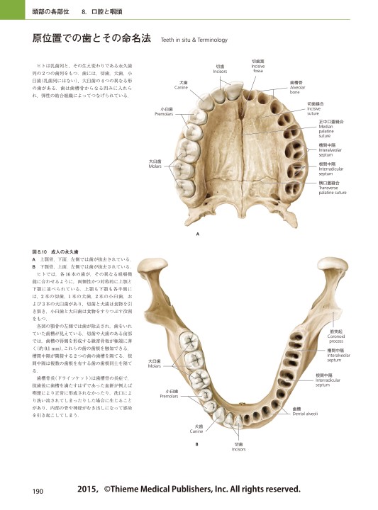 プロメテウス解剖学アトラス 口腔・頭頸部 第2版』立ち読み