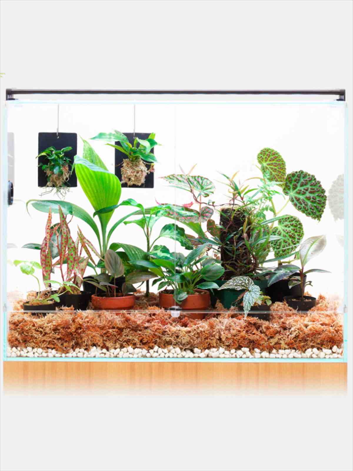 DOOA ネオグラスパルダ300の販売 (アクアマリン熊本)