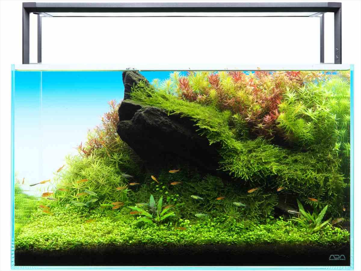 ADA アクアスカイ RGB Ⅱ 60の販売 (アクアマリン熊本)