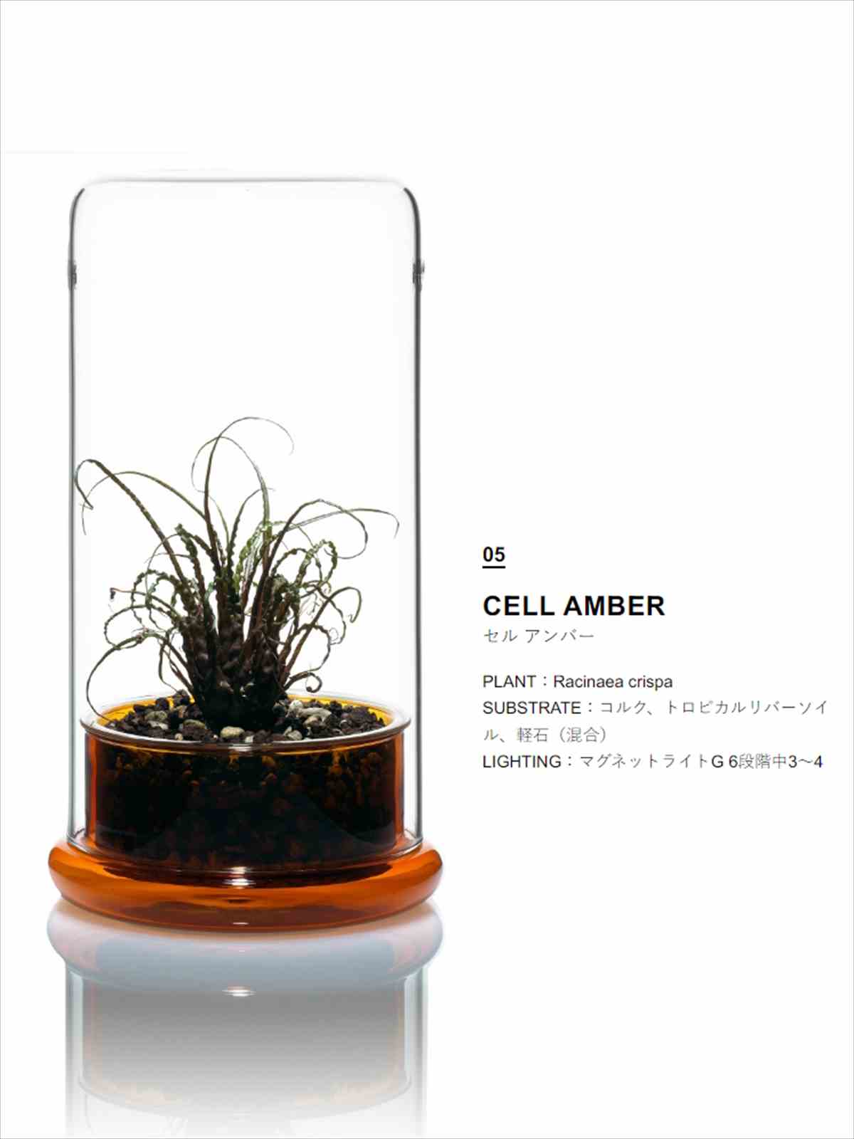 DOOA DOOA CELL アンバーの販売 (アクアマリン熊本)