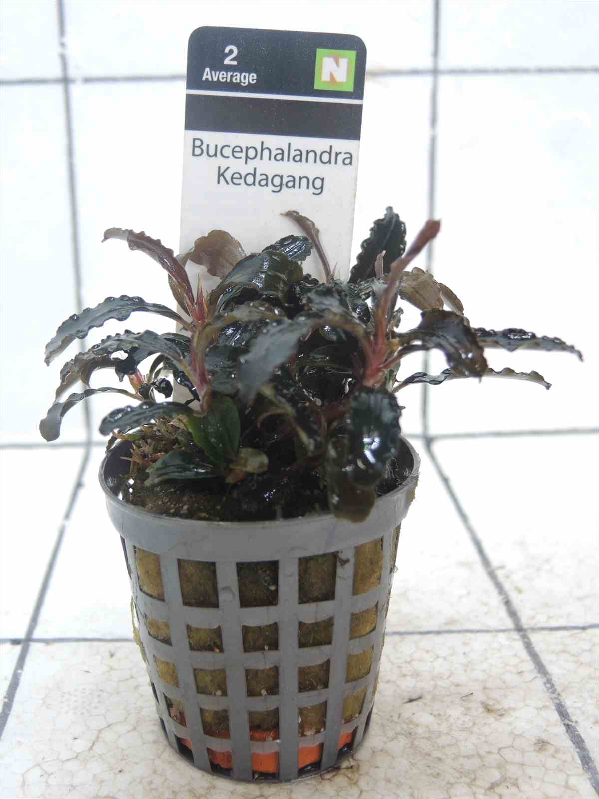 ブセファランドラ sp. クダガン アクアフルール社ポットの通信販売