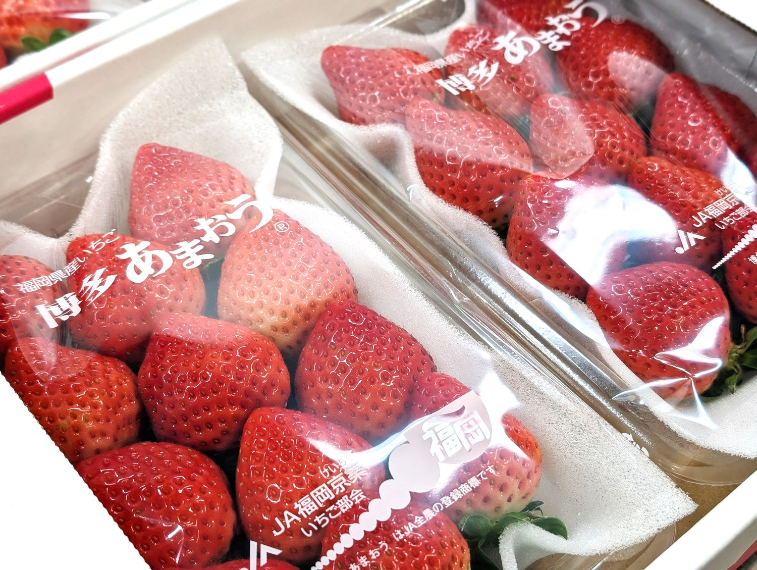 苺の出荷が本格スタート！甘い季節が今年も訪れました - JA福岡京築