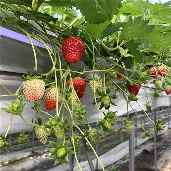 贈答用】愛知県産いちご『愛きらり』約420g: あいちゴコロ|【JA