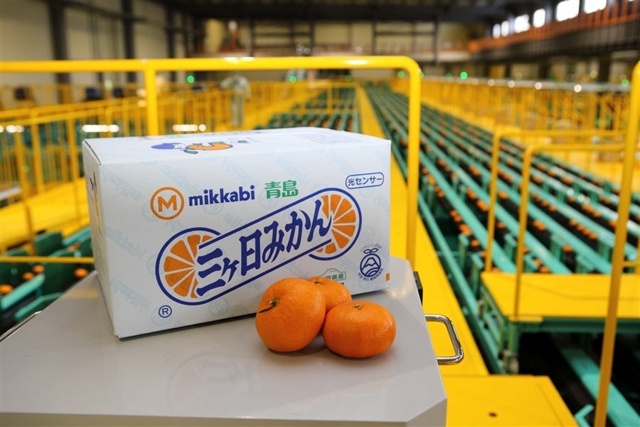 三ヶ日青島みかん（優品）L 8kg JAみっかび: しずおか『手しお屋