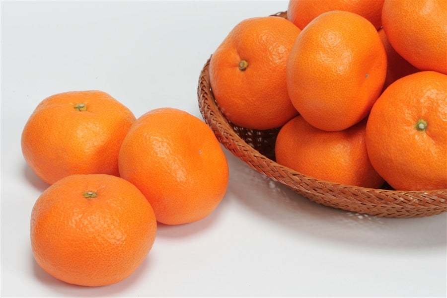 三ヶ日青島みかん（優品）L 8kg JAみっかび: しずおか『手しお屋