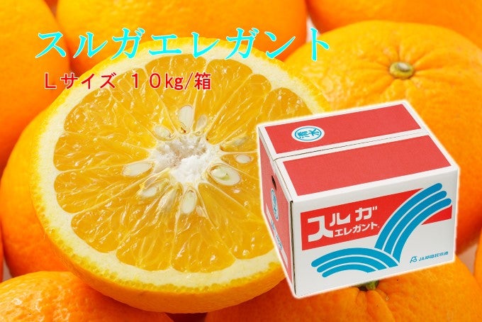 スルガエレガント Lサイズ 10kg: JAしみずアンテナショップきらり