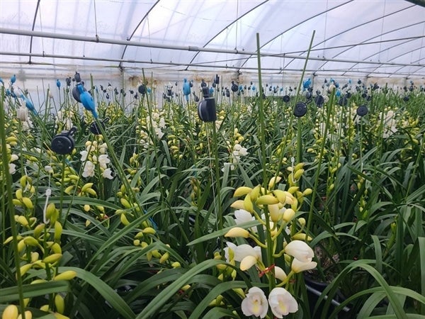 シンビジウム3色ミックス6本入（切り花）送料込み: 新鮮大好き徳島