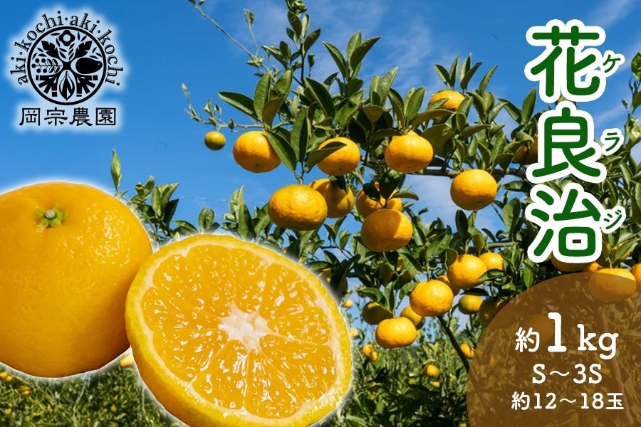 岡宗農園 花良治(ケラジ）黄玉 約1kg: とさのさとアグリコレット