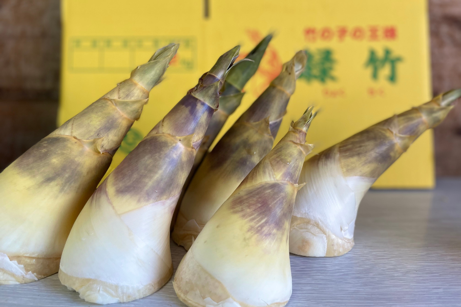 夏が旬のタケノコ】緑竹たけのこ 2kg: JA鹿児島県経済連 鹿児島の味