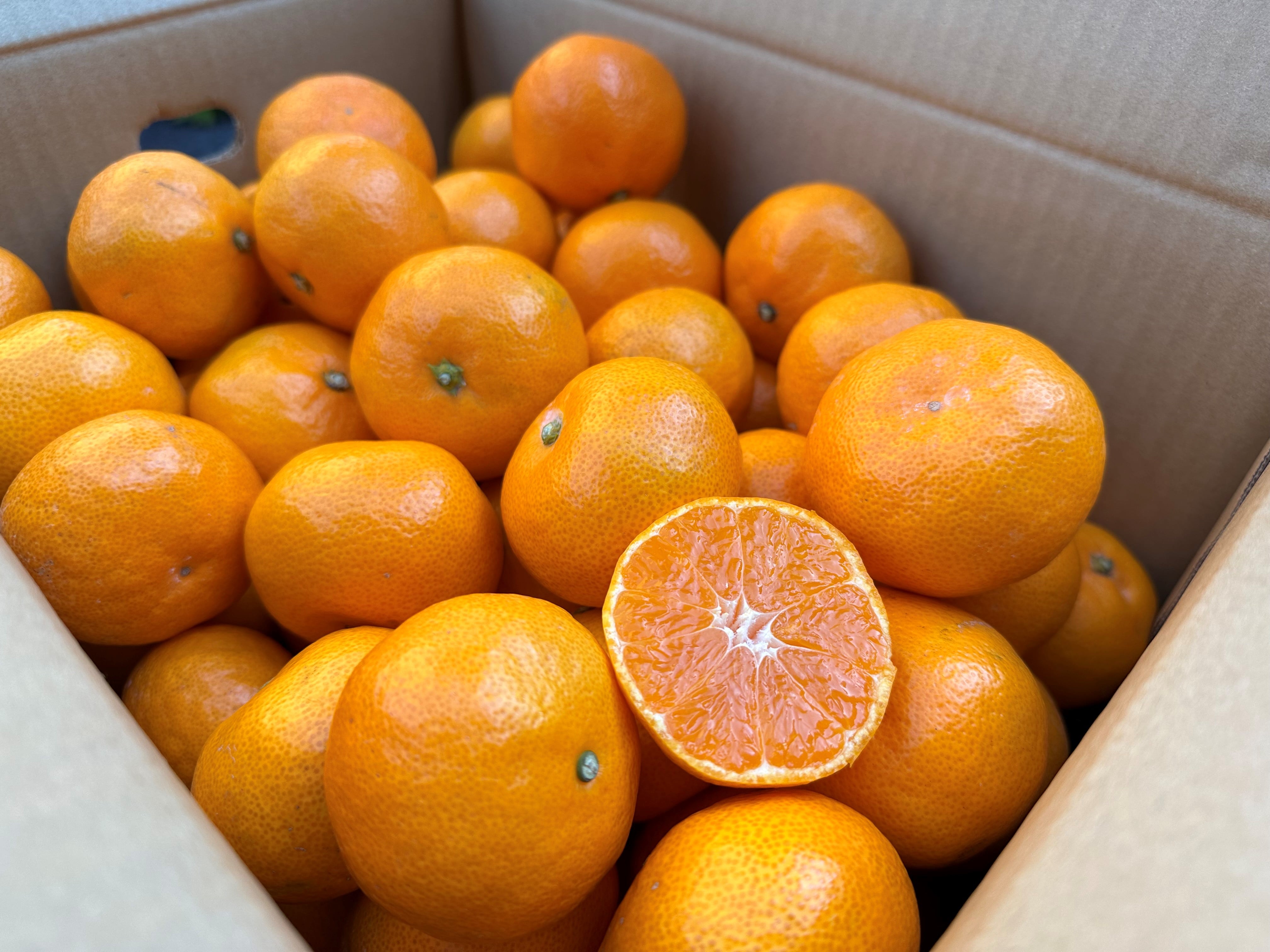 2025年10月予約開始予定】◎JAみなみ筑後 山川みかん『マイルド130』M