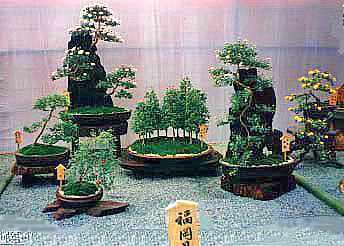 全3巻セット 菊作り名人奥技 農文協 菊 盆栽 菊作り名人奥技 (第1巻