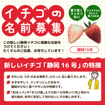 静岡県発いちご新品種「静岡16号」名前を募集中｜JAcom 農業協同組合新聞