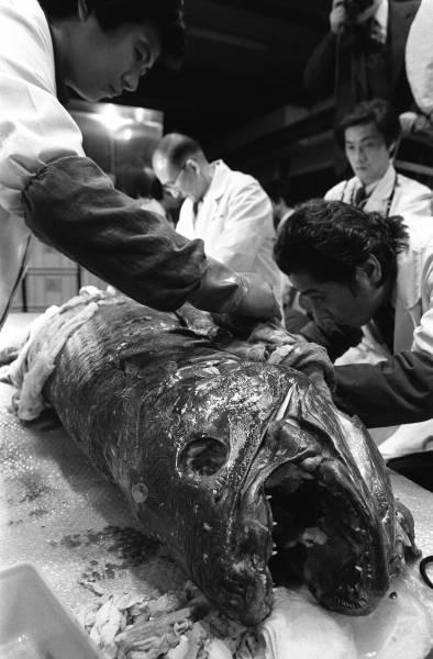 アフリカ・コモロ共和…：巨大魚だらけの水族館2号館 川と海の主たち