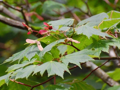 樹木図鑑(ハウチワカエデ)