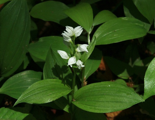 四季の山野草（ギンラン）
