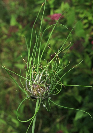 四季の山野草（ノビル）