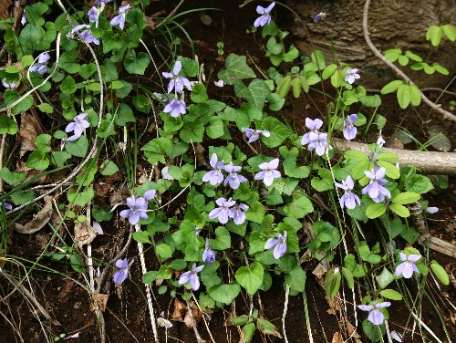 四季の山野草（タチツボスミレ）