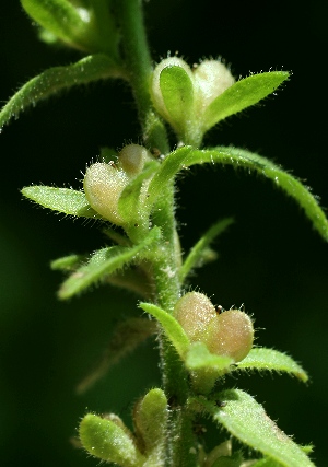 四季の山野草（タチイヌノフグリ）