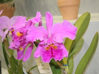 かなざわ世界の蘭展2005 カトレヤ 原種 Kanazawa World Orchid