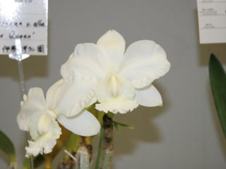かなざわ世界の蘭展2005 カトレヤ 原種 Kanazawa World Orchid