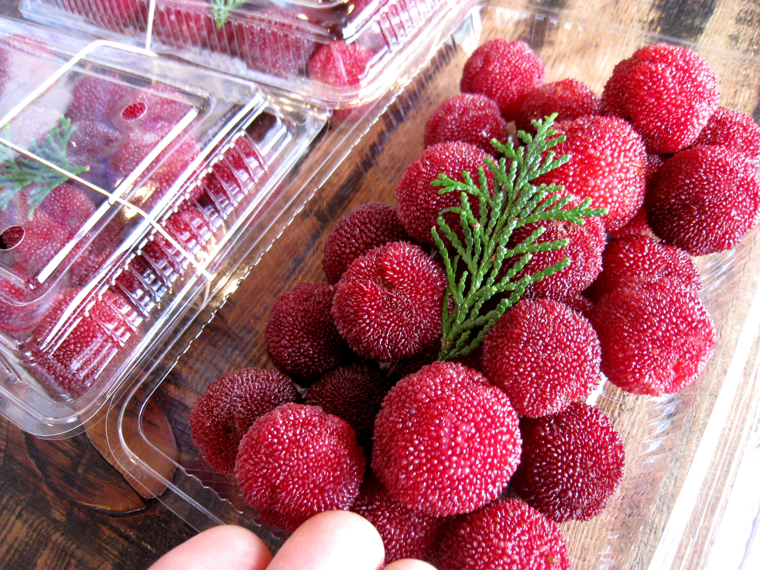 やまもも（山桃）ズイコウ、広東、亀蔵、中山など | オレンジハートの