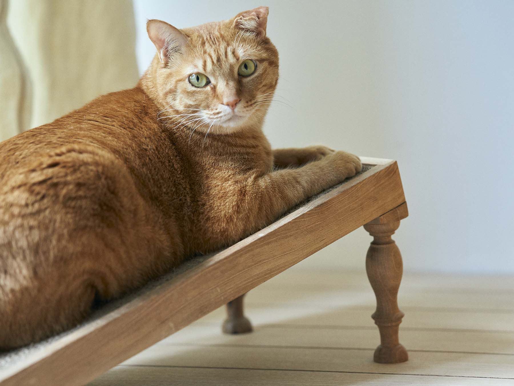 オルネコ・クルミの木の爪とぎ（フレーム・爪とぎセット）｜オルネコ