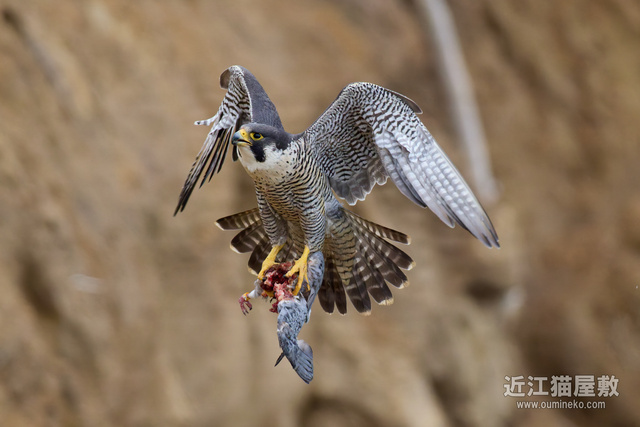 ハヤブサとオオルリ ok0330さま専用 木彫りの野鳥　野鳥彫刻