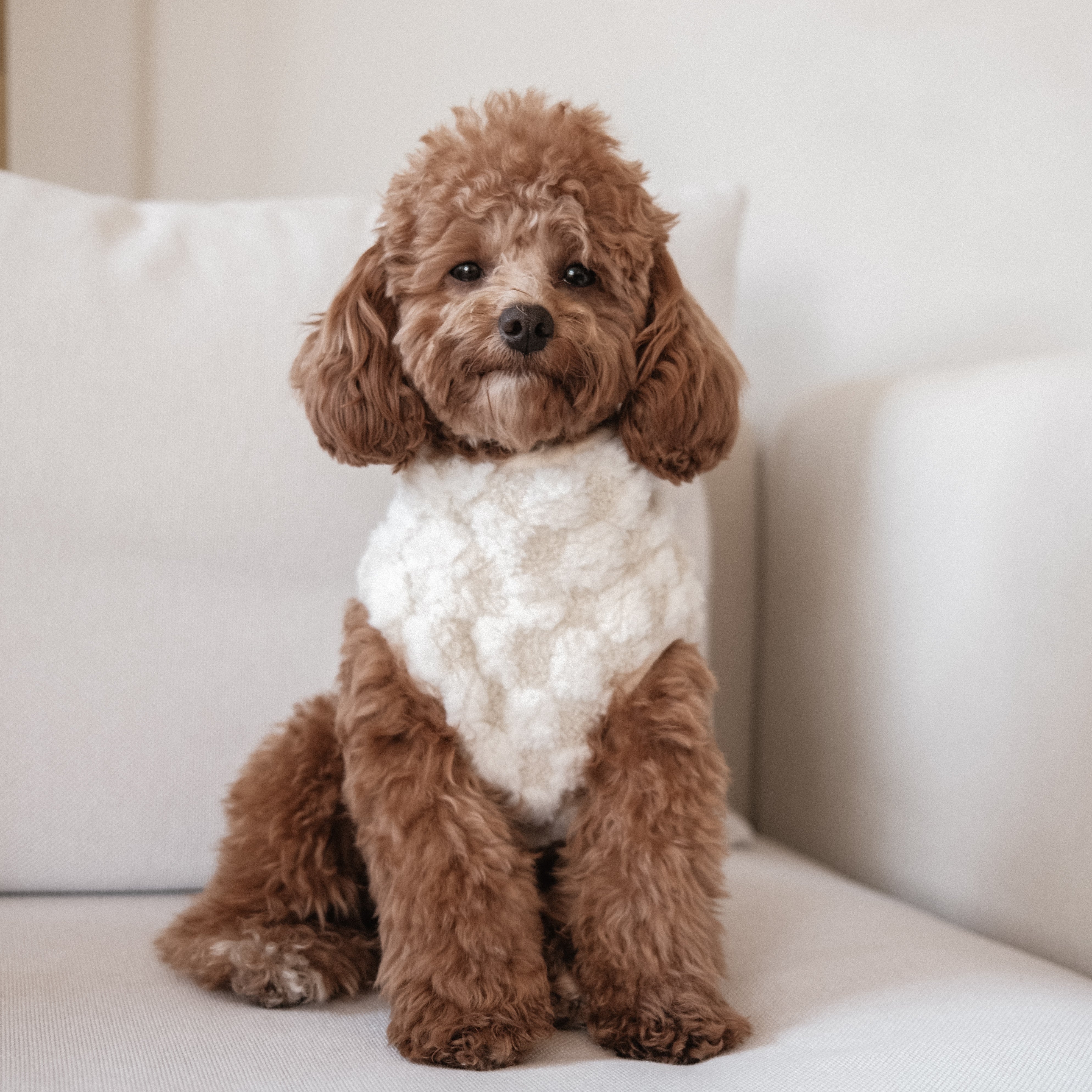 CROSBY - Dog Clothes | Dog Apparel | Dog Coat