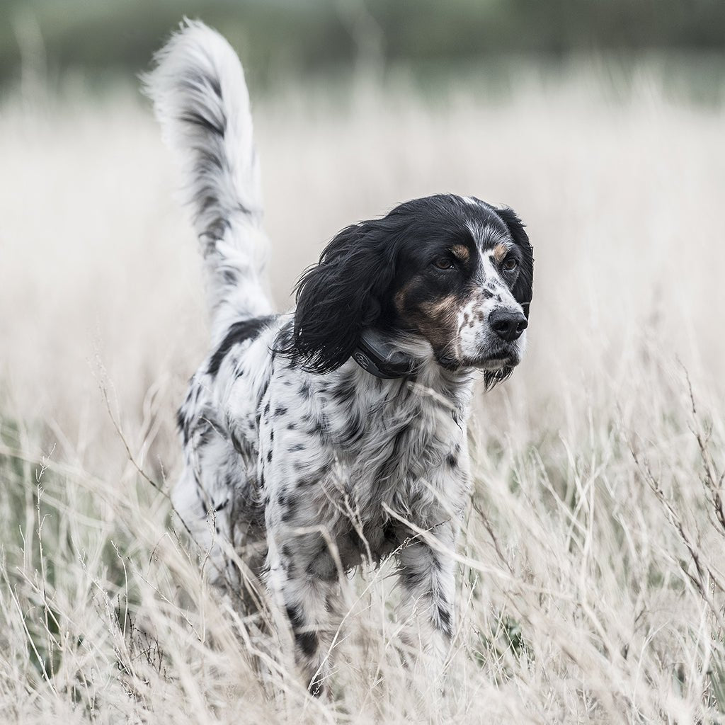 SportDOG 1825X, 1-Mile Range, Up to 6 Dogs, Waterproof, Rechargeable