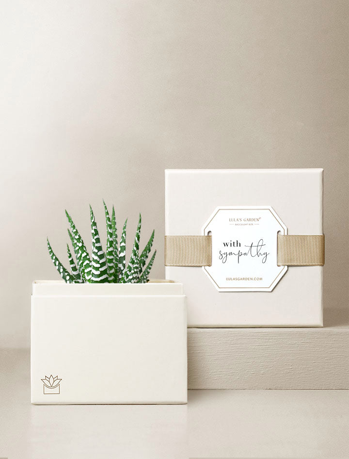 Succulent Gift | Zen Garden – Lula's Garden