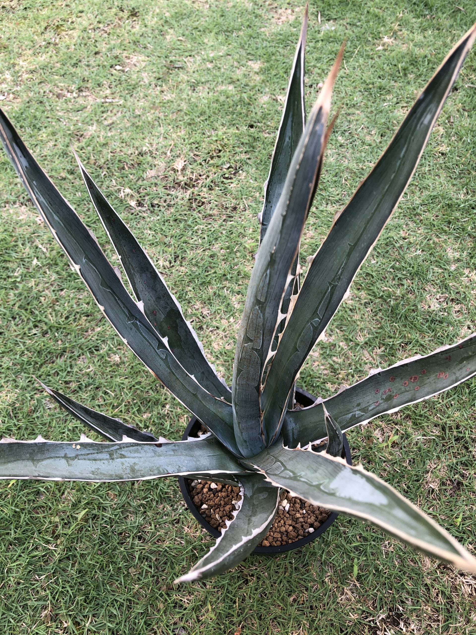 アガベ フランゾシニー ｜ mokubaraya もくばらや