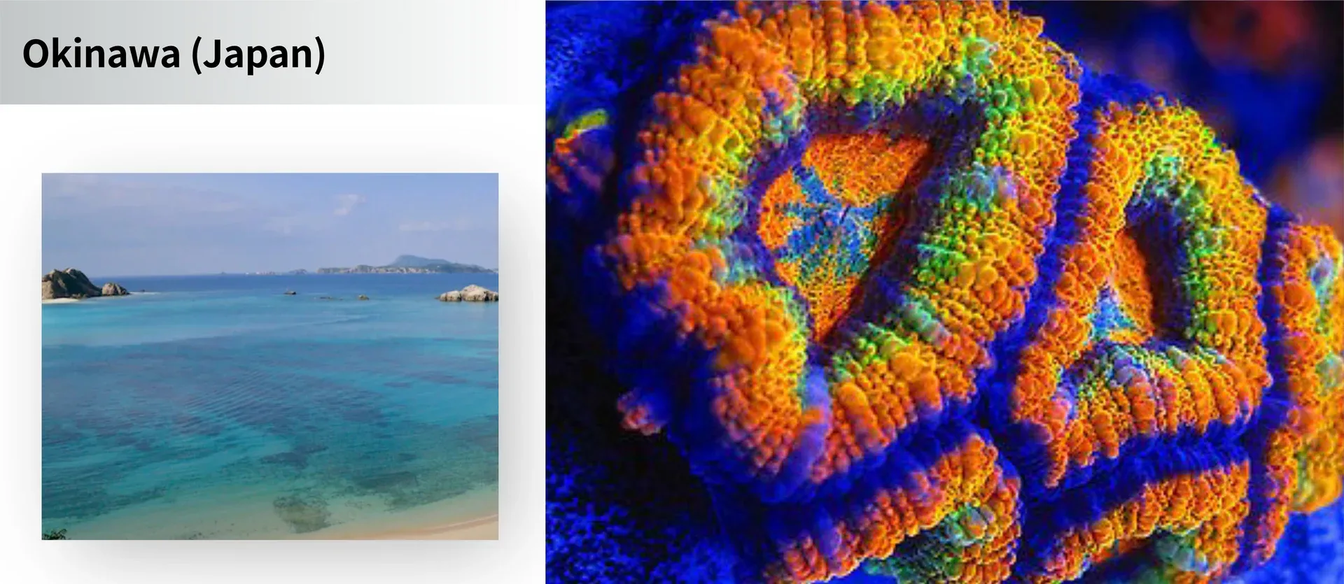 Ethereal Infinite - Maxspect