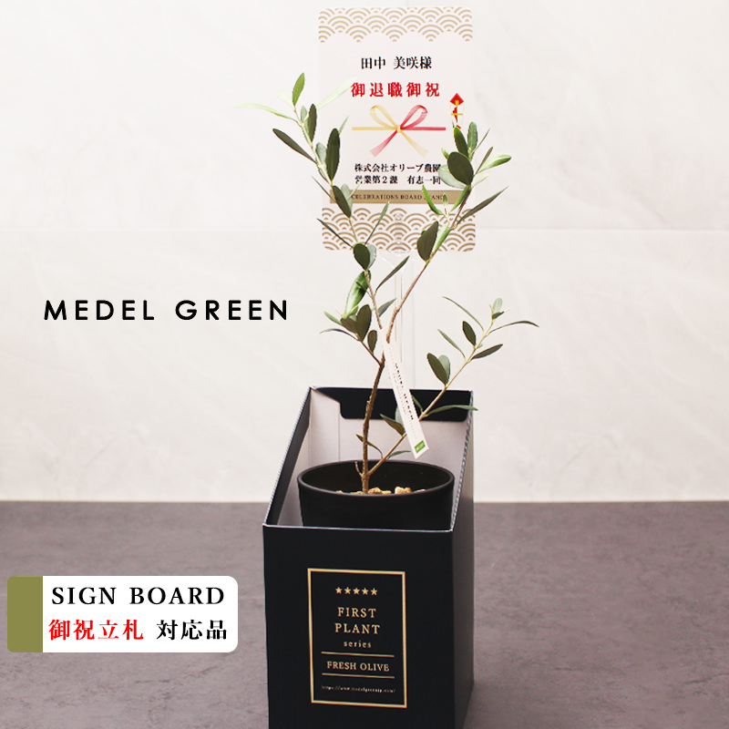 □御祝い立札対応 MEDEL GREEN ◇ オリーブ苗木 黒プラ樹脂鉢 専用
