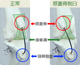 整形外科 | 犬・猫の骨折・膝蓋骨脱臼・椎間板ヘルニアの治療はみどり