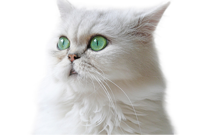 みんなの猫図鑑 - チンチラペルシャ