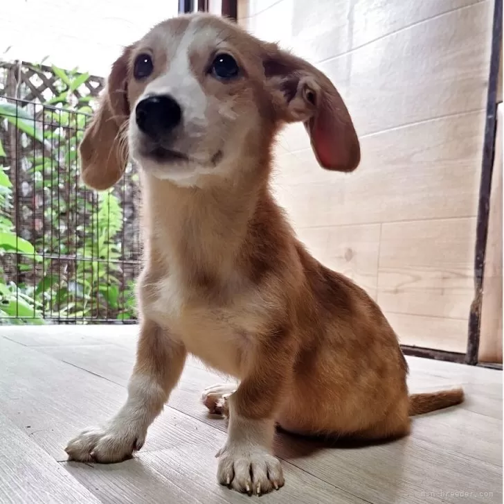 ミックス(コーギー×バセコギ)【神奈川県・男の子・2025年5月8日