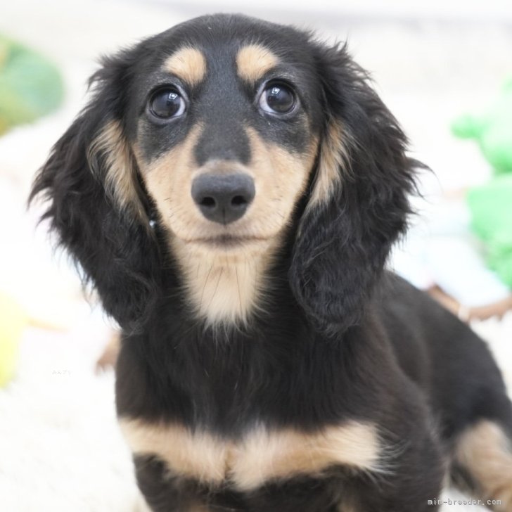 ミニチュアダックスフンド(ロング)【兵庫県・女の子・2025年3月22日